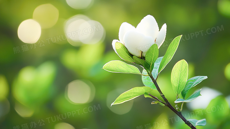 农作物衣服原材料木棉花植物图片