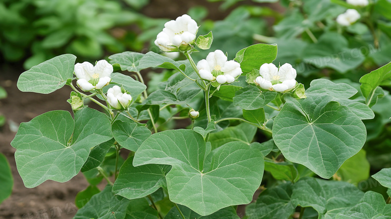 农作物衣服原材料木棉花植物图片