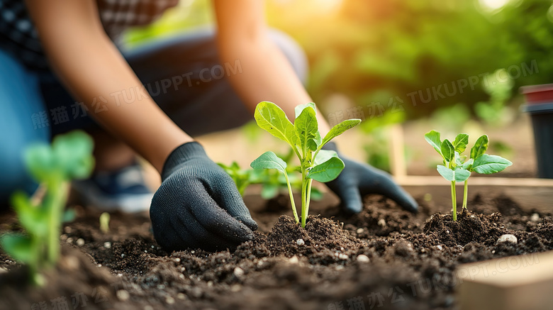 农民土壤种植蔬菜植物图片