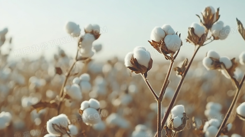 农作物棉花植物图片