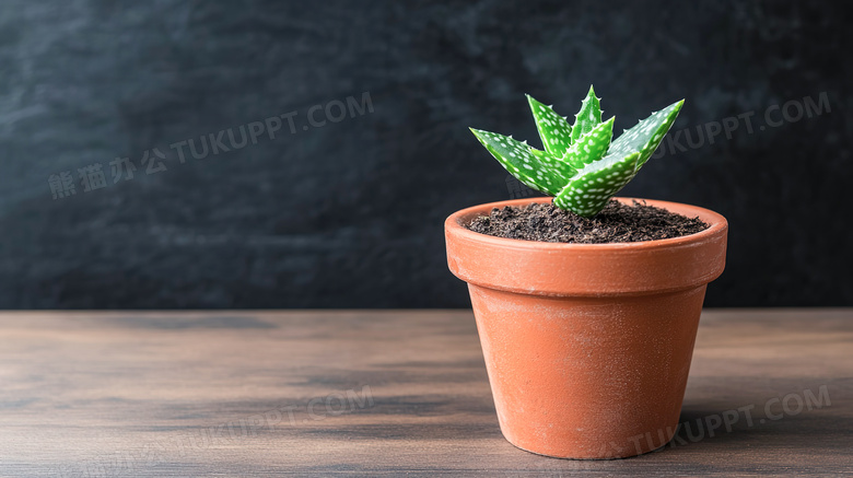 桌面上一株绿色植物芦荟植物盆栽图片