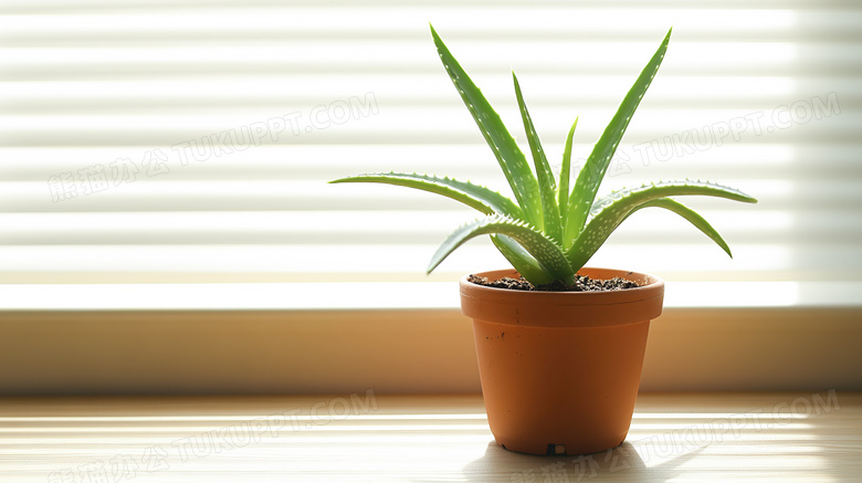 桌面上一株绿色植物芦荟植物盆栽图片