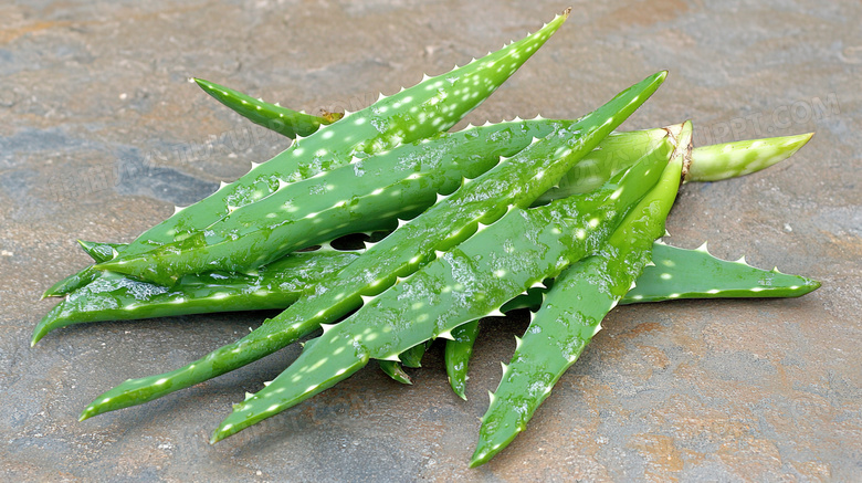 绿色植物芦荟植物图片