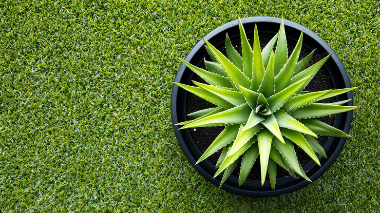 户外一株绿色植物芦荟植物盆栽图片