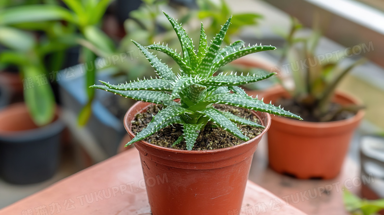 一盆芦荟植物盆栽图片