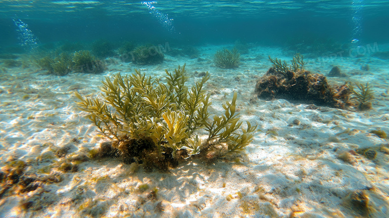 水中水底海底海草图片