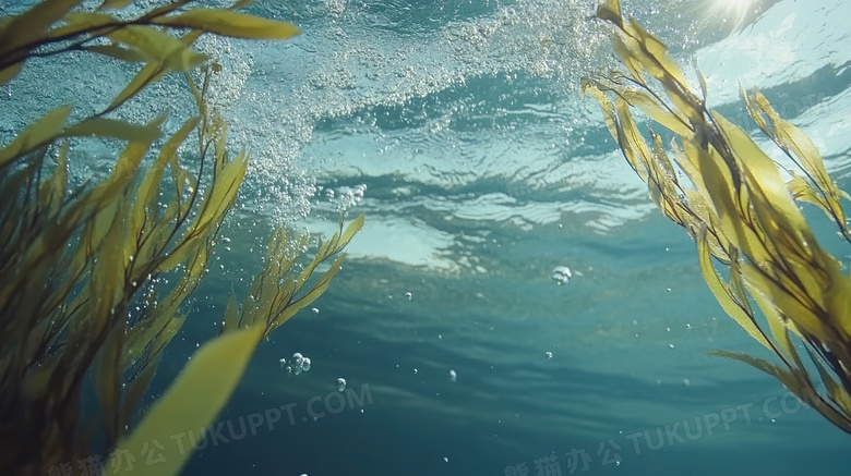 水中水底海底海草图片