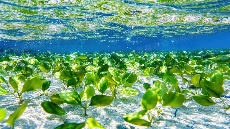 水中水底海底海草图片