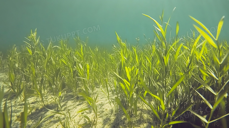 水中水底海底海草图片