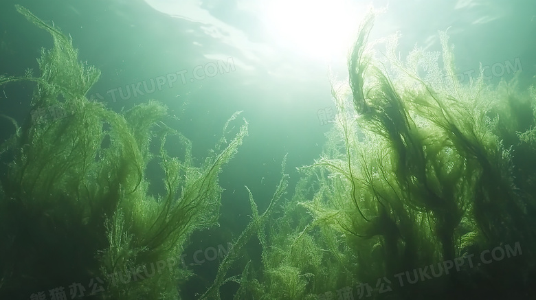 水中水底海底海草图片