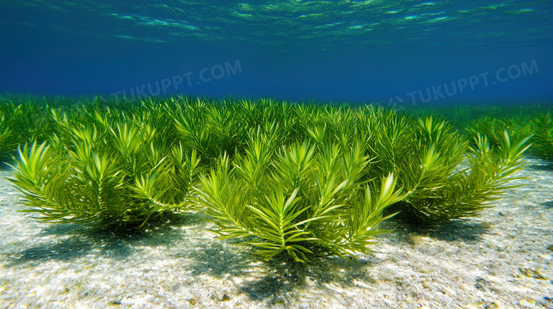 水中水底海底海草图片