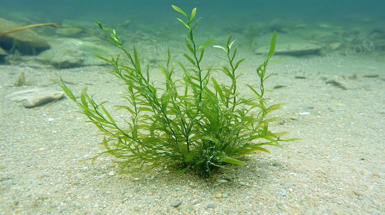 水中水底海底海草图片