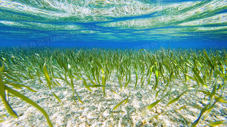 水中水底海底海草图片