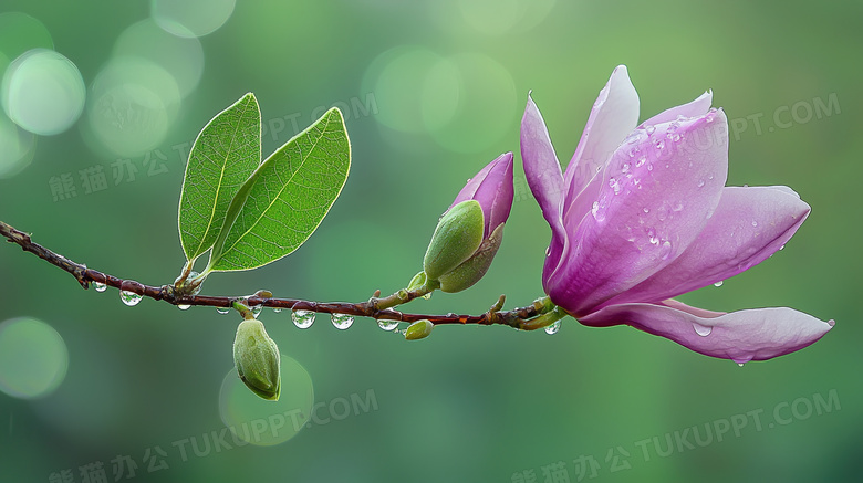 下雨天大自然植物花卉雨滴水滴特写图片