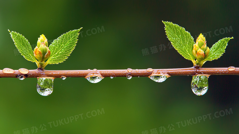 下雨天大自然植物花卉雨滴水滴特写图片