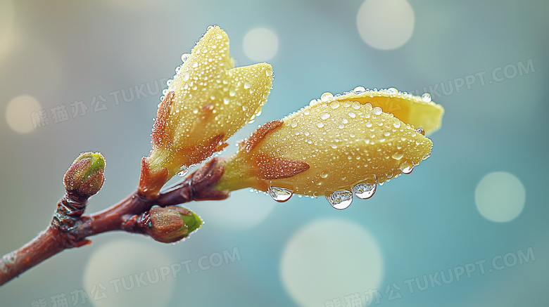 下雨天大自然植物花卉雨滴水滴特写图片