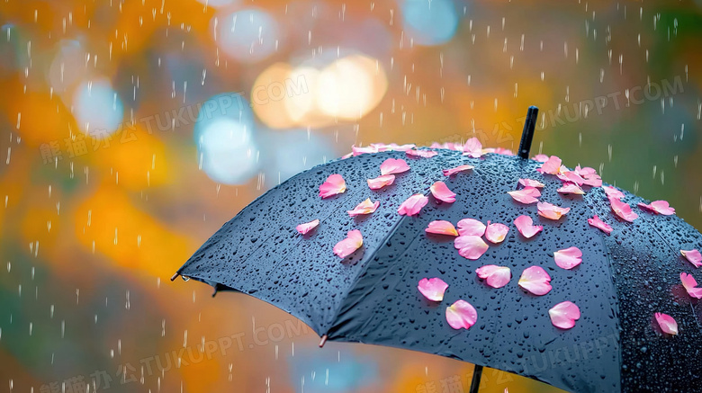 雨天落在雨伞上的粉色花瓣图片