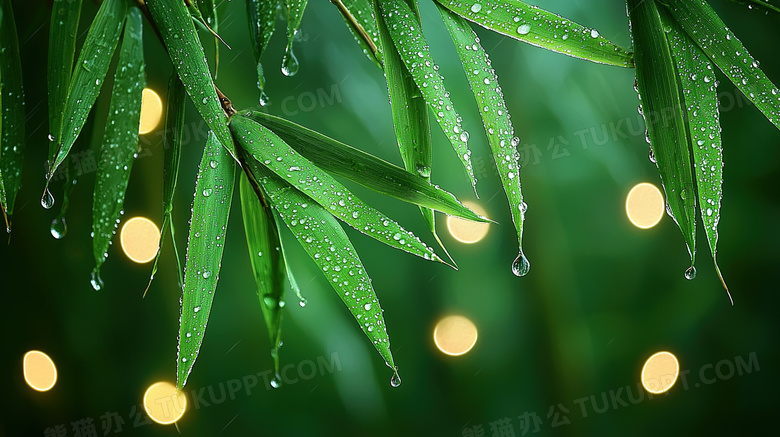 春季雨后竹叶雨滴光斑图片