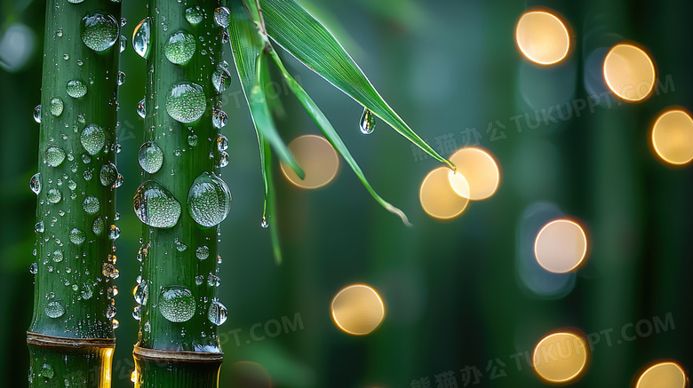 春季雨后竹叶雨滴光斑图片