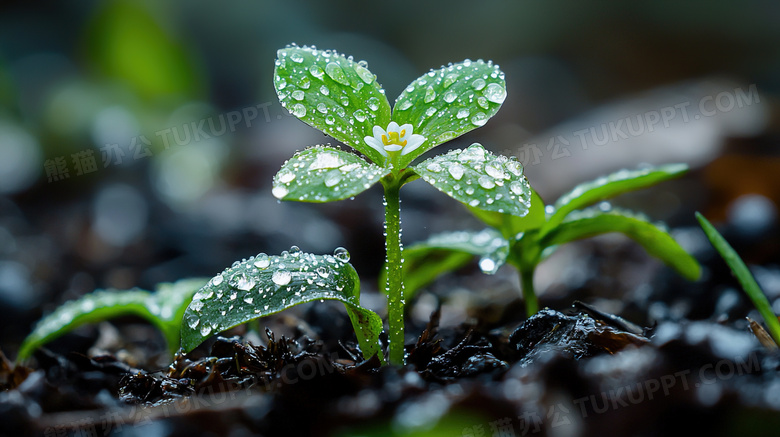 春雨大自然泥土里的成长树苗图片