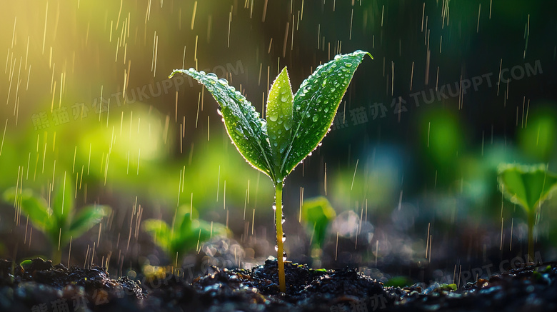 春雨大自然泥土里的成长树苗图片