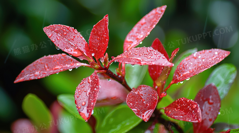 雨季大自然绿叶植物特写图片