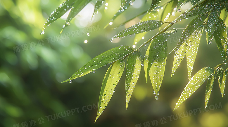 雨季大自然绿叶植物特写图片