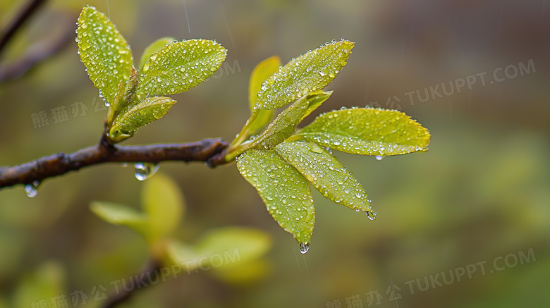 雨季大自然绿叶植物特写图片