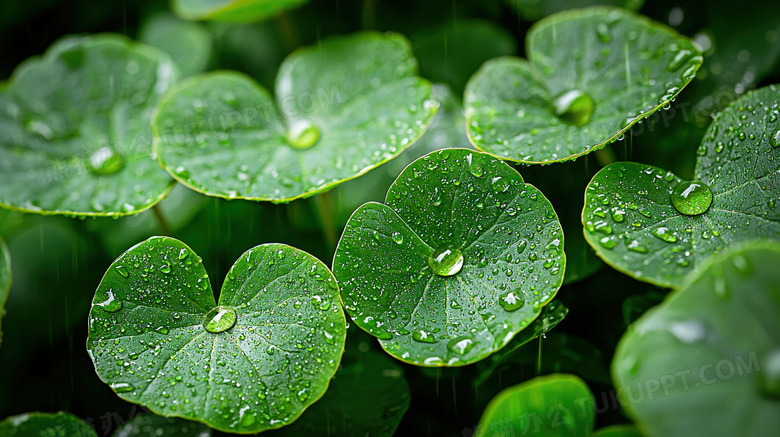 雨季大自然绿叶植物特写图片