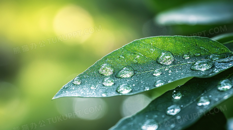 雨季大自然绿叶植物特写图片