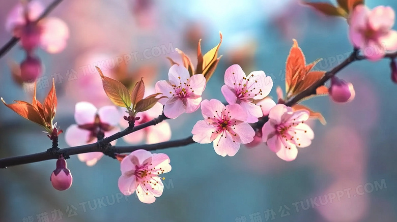 春日美丽樱花风景