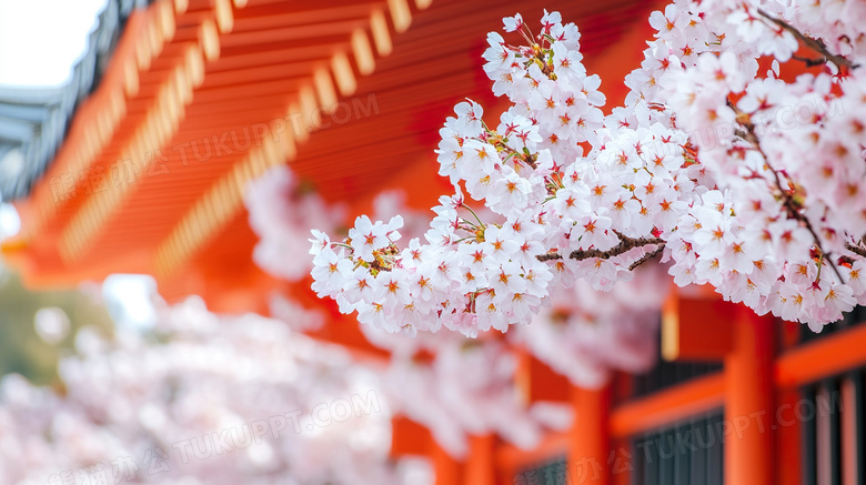 春天古建筑与樱花开放图片