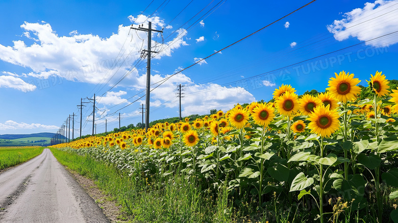 春天乡村向日葵花田向日葵地图片