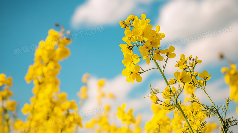 春天菜花开放油菜花图片