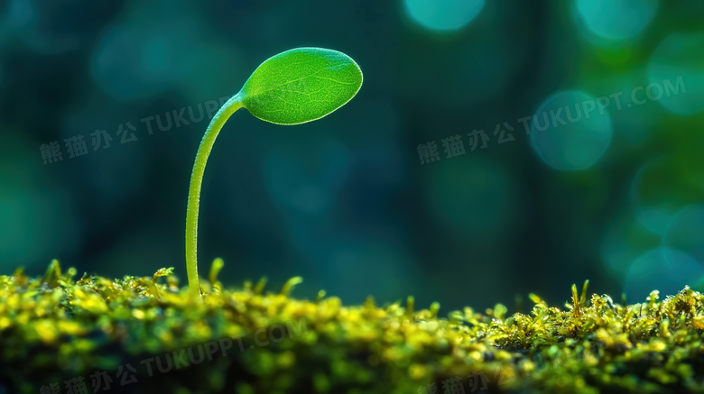 春天植物萌芽风景图片