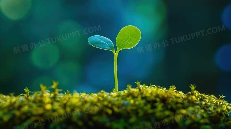 春天植物萌芽风景图片