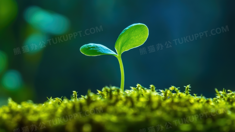 春天植物萌芽风景图片