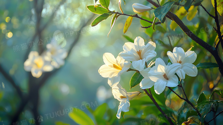 春天花朵绿植清新图片