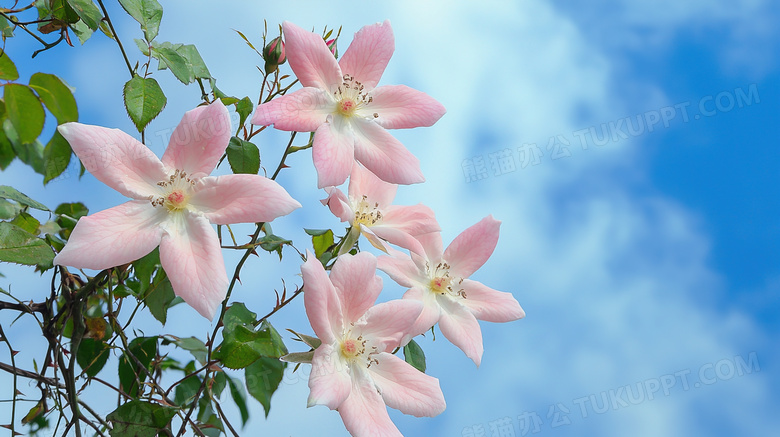 春季待放花苞鲜花花卉特写图片