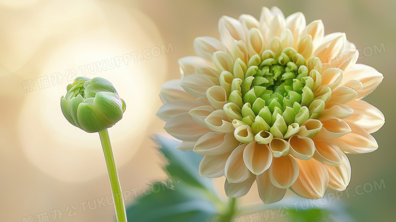 春季待放花苞鲜花花卉特写图片