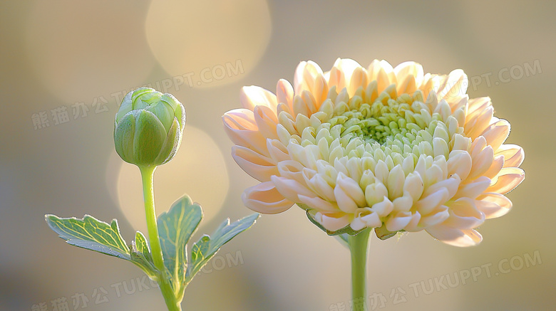 春季待放花苞鲜花花卉特写图片