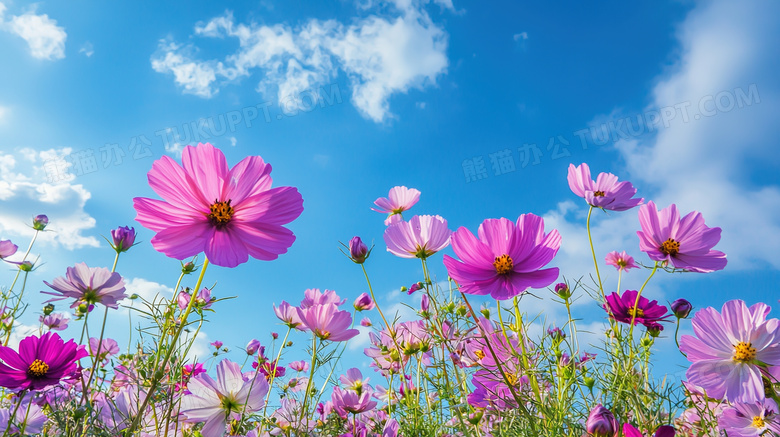 春天唯美花海风景图片