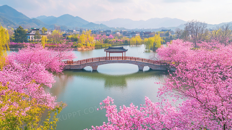 樱花全景场景图片