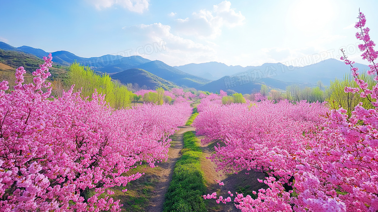 樱花花海全景图片