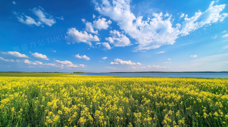 油菜花花海全景图片