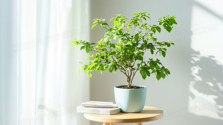 室内春季春日绿植旁边几本书籍图片