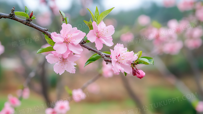 春季春日特写盛开的桃花树图片