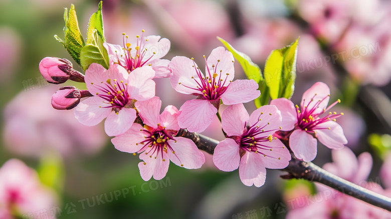 春季春日特写盛开的桃花树图片