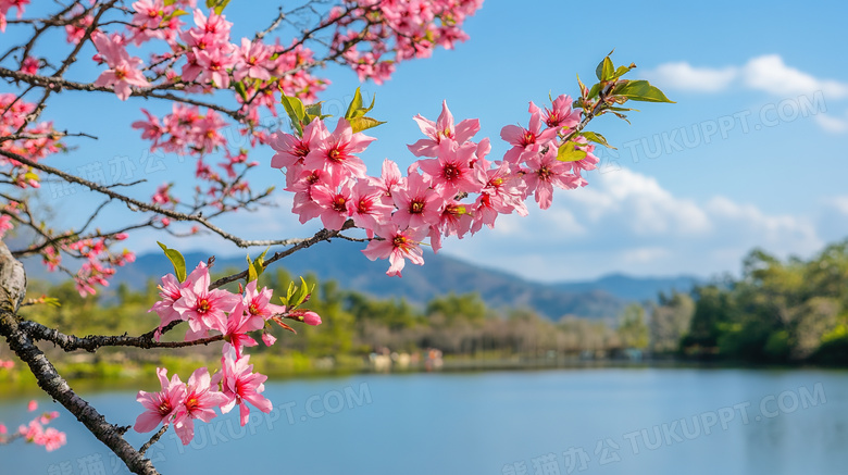 春季春日碧绿湖面边盛开的桃花树图片