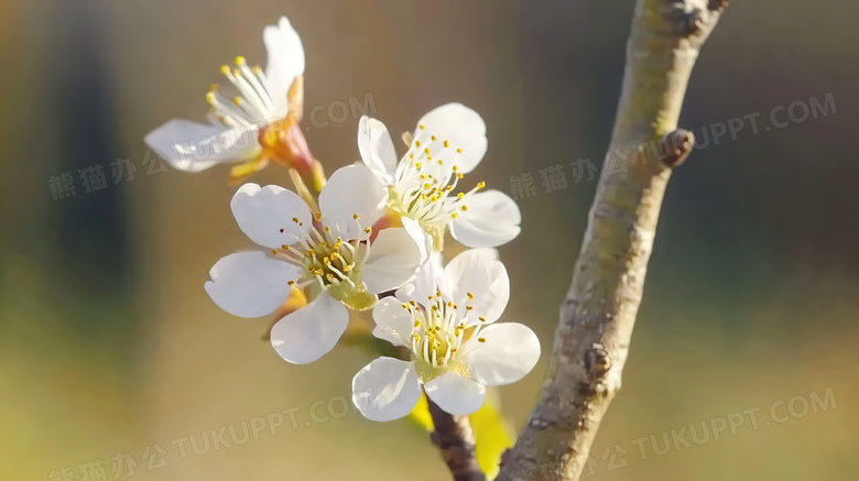 春季春日特写盛开的桃树图片